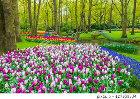 Scenic view of Keukenhof tulip garden in Lisse, Netherlands. Keukenhof is the most beautiful spring garden in the world. Beautiful ornamental garden landscape at Lisse, Netherlands 127958534