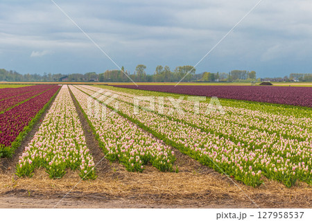 View of the multicolored tulip fields in the Netherlands View of the multicolored tulip fields in the Netherlands 127958537