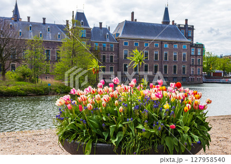 Binnenhof palace and the Hofvijver (Court Pond) in the city centre of The Hague, Netherlands. Flowerbed with beautiful tulips in a front 127958540