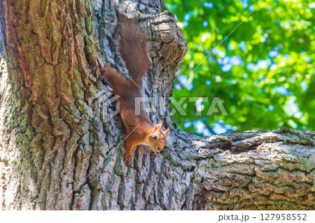 Red squirrel or Eurasian red squirrel (Sciurus vulgaris) on a tree Red squirrel or Eurasian red squirrel (Sciurus vulgaris) on a tree 127958552