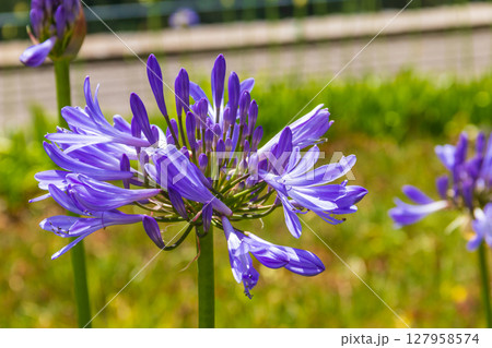 Common agapanthus (Agapanthus praecox), also known as blue lily, African lily, or lily of the Nile 127958574
