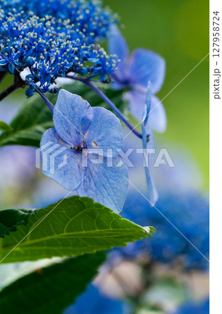 青色の紫陽花 127958724