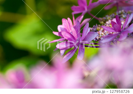紫の紫陽花 127958726