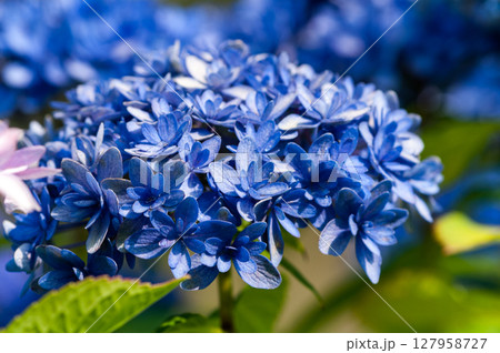 青色の紫陽花 127958727