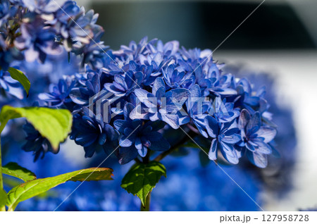 青色の紫陽花 127958728
