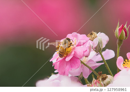 ピンク色の薔薇に花粉を集めるミツバチ 127958961