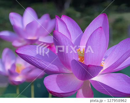 美しい蓮の花 127958962