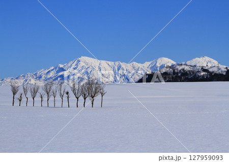 雪原のハサ木雪景色 127959093