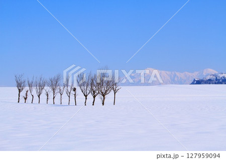 雪原のハサ木雪景色 雪原のハサ木雪景色 127959094