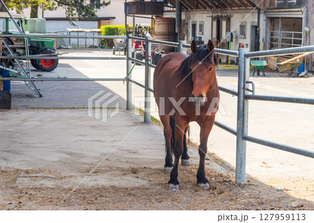 Brown horse standing in a stable at farm 127959113
