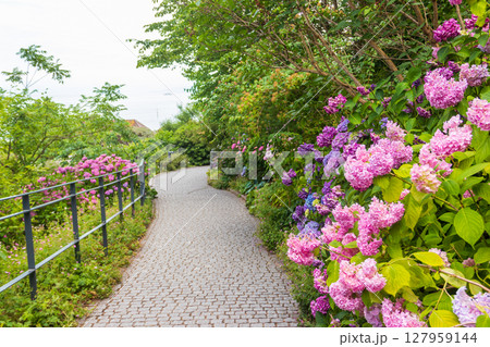 Beautiful blooming blue and purple Hydrangea or Hortensia flowers (Hydrangea macrophylla) on the island of flowers Mainau on Lake Constance, Germany Beautiful blooming blue and purple Hydrangea or Hortensia flowers (Hydrangea macrophylla) on the island of flowers Mainau on Lake Constance, Germany 127959144