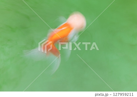 オランダ獅子頭 127959211