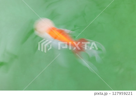オランダ獅子頭 127959221