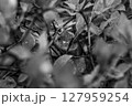草むらからこちらを覗く一匹の蛇のモノクロ写真 127959254