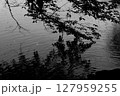 池に映る樹木のモノクロ写真 127959255