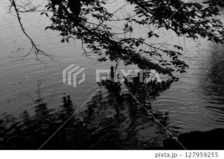 池に映る樹木のモノクロ写真 池に映る樹木のモノクロ写真 127959255
