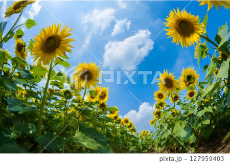 夏の空に向かって咲くひまわり畑 夏の空に向かって咲くひまわり畑 127959403