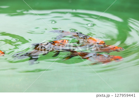 朱文金(シュブンキン) 朱文金(シュブンキン) 127959441