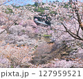 吉野の桜　2025 127959521