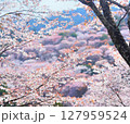 吉野の桜　2025 127959524