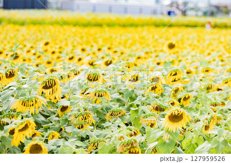 ＜安曇野＞新村ひまわり畑　松本大学正門横のひまわり畑 127959526