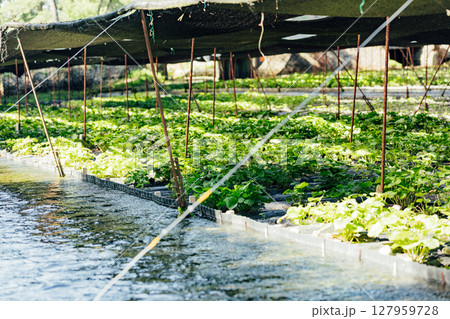 ＜安曇野＞大王わさび農場のわさび田 127959728