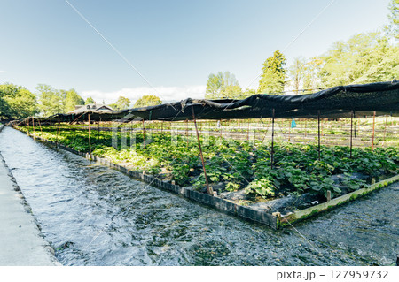 ＜安曇野＞大王わさび農場のわさび田 127959732