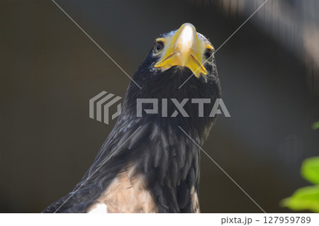 オオワシの頭部 127959789