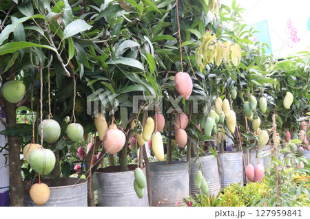 mango on tree in farm for sell mango on tree in farm for sell 127959841