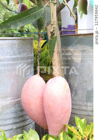 mango on tree in farm for sell 127959842