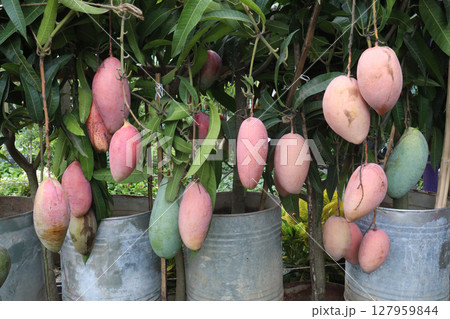 mango on tree in farm for sell 127959844
