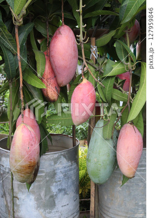 mango on tree in farm for sell 127959846