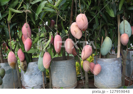 mango on tree in farm for sell mango on tree in farm for sell 127959848