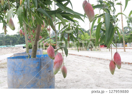 mango on tree in farm for sell mango on tree in farm for sell 127959880