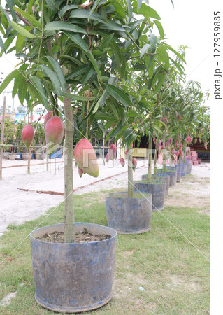 mango on tree in farm for sell mango on tree in farm for sell 127959885