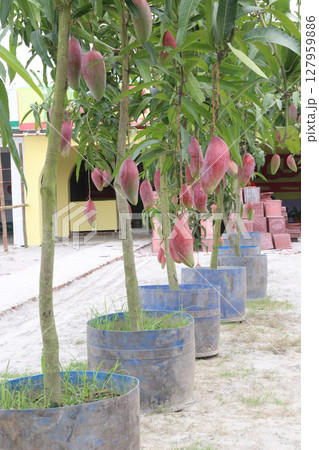 mango on tree in farm for sell mango on tree in farm for sell 127959886