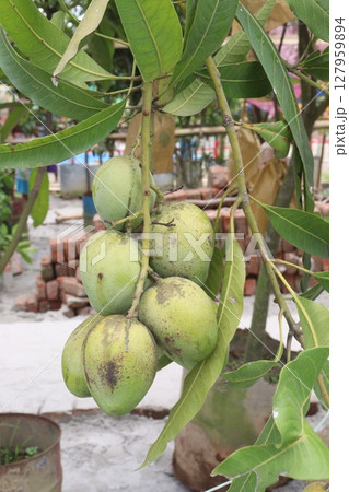 mango on tree in farm for sell mango on tree in farm for sell 127959894