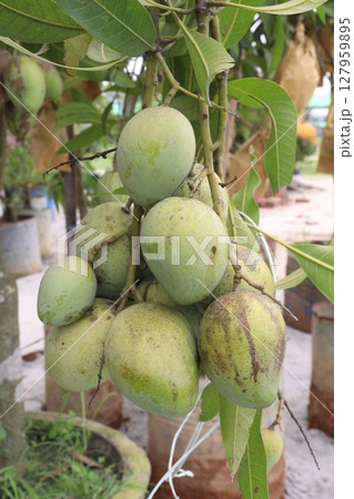 mango on tree in farm for sell mango on tree in farm for sell 127959895