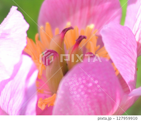 観音峯の紅花山芍薬 127959910