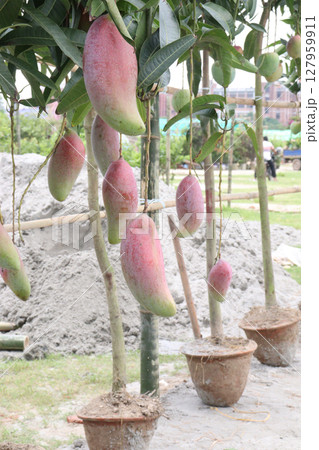 mango on tree in farm for sell 127959911