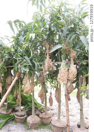 mango on tree in farm for sell mango on tree in farm for sell 127959919