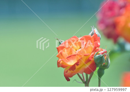 赤いバラ 127959997