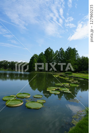 富山県中央植物園にあるオオオニバス 富山県中央植物園にあるオオオニバス 127960235