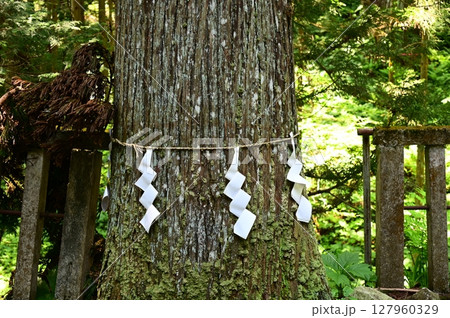 水分神社のスギ群 水分神社のスギ群 127960329