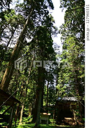 水分神社のスギ群 水分神社のスギ群 127960331
