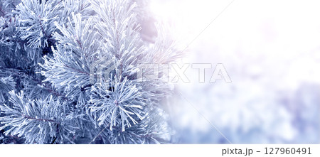 Horizontal Christmas background with pine branch, covered with frost. Holiday wintery banner with frozen branches of fir tree. Festive banner featuring a frosted fir branch. Photo toned in blue color 127960491