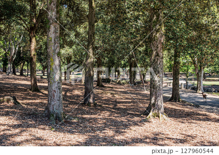 奈良公園浅茅ヶ原園地 奈良公園浅茅ヶ原園地 127960544