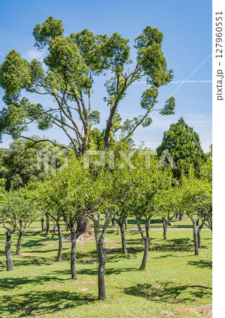 奈良公園浅茅ヶ原園地 127960551
