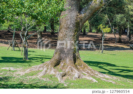 奈良公園浅茅ヶ原園地 127960554