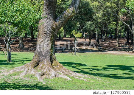 奈良公園浅茅ヶ原園地 127960555